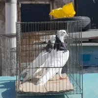 کفتر کبوتر طوقی قوچی