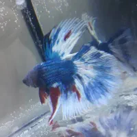 فایتر|ماهی|رشت, امین الضرب|دیوار