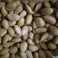 بادام کوهی گرمسیری