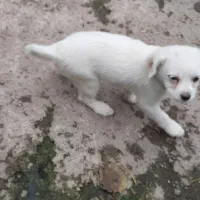 واگذاری سگ پشمالو پاکوتاه