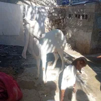 فروش تعدادی بز|حیوانات مزرعه|جم, |دیوار