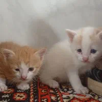 گربه|گربه|رفسنجان, |دیوار