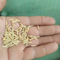 فروش فوری بذر شالی فجر 4کیسه