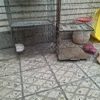 قفس قناری در شهرری