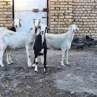 ۴ تا بز دورگ پاکستانی