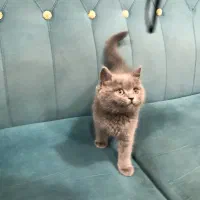 فروش گربه بریتیش|گربه|بندر ماهشهر, |دیوار