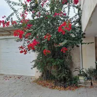 فروش واحد ۷۸ متری در شهرک انصاری|فروش آپارتمان|رودسر, |دیوار