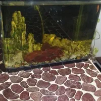 آکواریوم شرکتی با تمام وسایل و ماهی