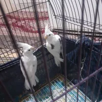 عروس هلندی مولد لوتینو . دوکت آلبینو|پرنده|بندر کنگان, |دیوار