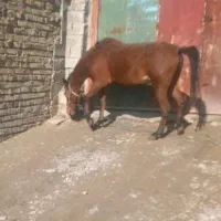 یک راس اسب همراه بچه اش به فروش میرسد