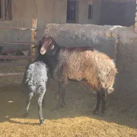 قوچ هترو|حیوانات مزرعه|مشهد, آبکوه|دیوار