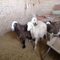 فروش سه راس میش داشتی و یک بره