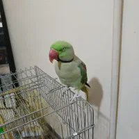 شاه طوطی