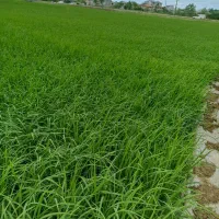 کود سیاه
