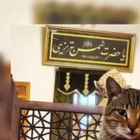 گربه dsh