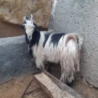 چپش دوبر بزغاله