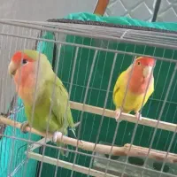 جفت مولد کوتوله برزیلی