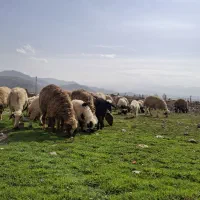 میش وبره|حیوانات مزرعه|چگنی, |دیوار