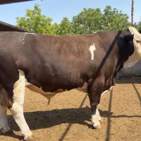 گوساله و گوسفند