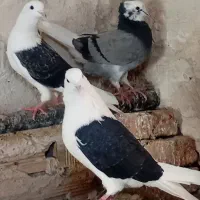 ۳عدد طوقی پشتار و شازده
