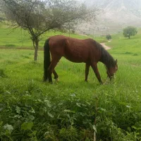 فروش اسب