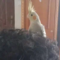 عروس هلندی خاکستری|پرنده|مشهد, کارمندان دوم|دیوار