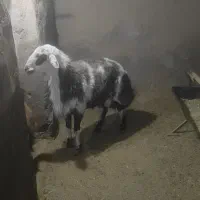 بره قوچپلنگی