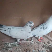 کبوترتهرانی|پرنده|آشخانه, |دیوار