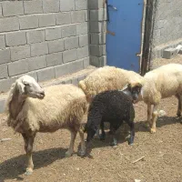 فروش میش بره نر و بره ماده