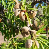 نهال بادام پویا با باردهی خوشه ای|خدمات باغبانی و درختکاری|یاسوج, |دیوار