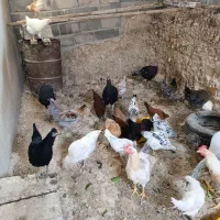 مرغ و خروس|حیوانات مزرعه|جم, |دیوار