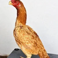 مرغ لاری خروس