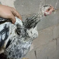 جوجه ی نژاددار