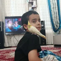 جوجه عروس دستی