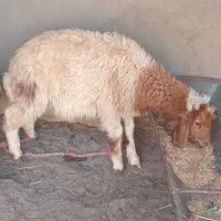 بره نر|حیوانات مزرعه|شوش, |دیوار