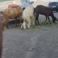 بزفروشی
