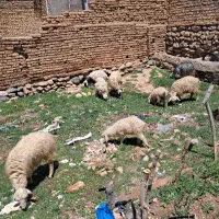 میش وبره
