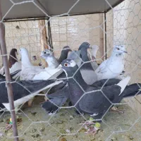 کبوتر ی بوم|پرنده|دشتابی, |دیوار