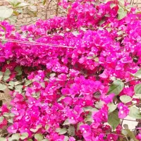 گل کاغذ|گل و گیاه طبیعی|زابل, |دیوار
