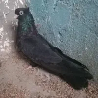 کفتر