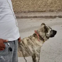 سگ نژاد دار|سگ|سیدآباد, |دیوار