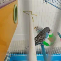 یک جفت مرغ عشق مولد و سالم