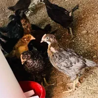 جوجه مرغ و‌خروس محلی واکسن خورده