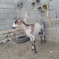 بزنقشی|حیوانات مزرعه|بندرعباس, |دیوار