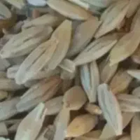 جو محلی برداشت امسال