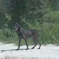 سگ مالونیز رنگ تایگر