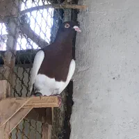 کلوتر زدوخوردی