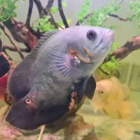 فروش ماهی اسکار (۱۴ سانت)