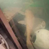 لجن خوار آلبینو