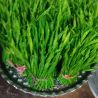 برگ سیر